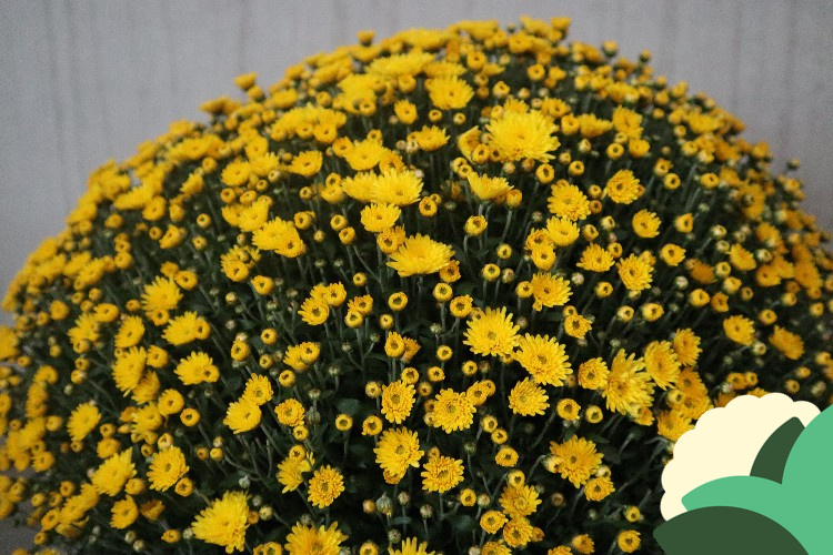 Chrysanten
