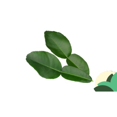 KAFFIR+LIMES.jpg