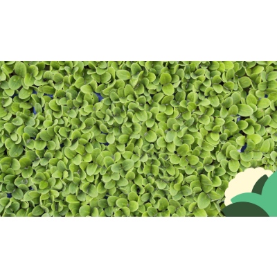 BORAGE.jpg