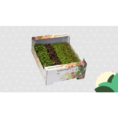 SHISO+MIX.jpg