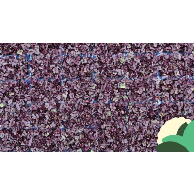 SAKURA.jpg
