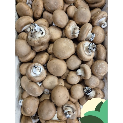 WhatsApp+Image+2026-09-24+at+09.33.53.jpeg