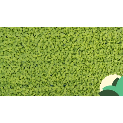LIMON+CRESS.jpg