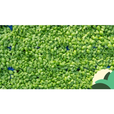 BASIL.jpg