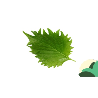 SHISO+LEAVES+GR.jpg
