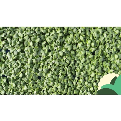 SHISO+GREEN.jpg