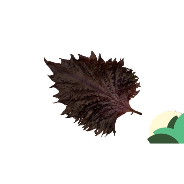 SHISO+LEAVES+PURPL.jpg