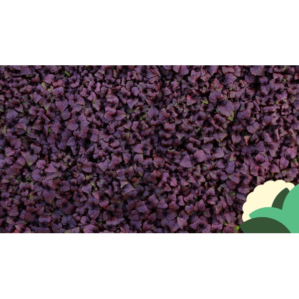 SHISO+PURPL.jpg
